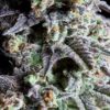 Buy blue cheese weed online Spain