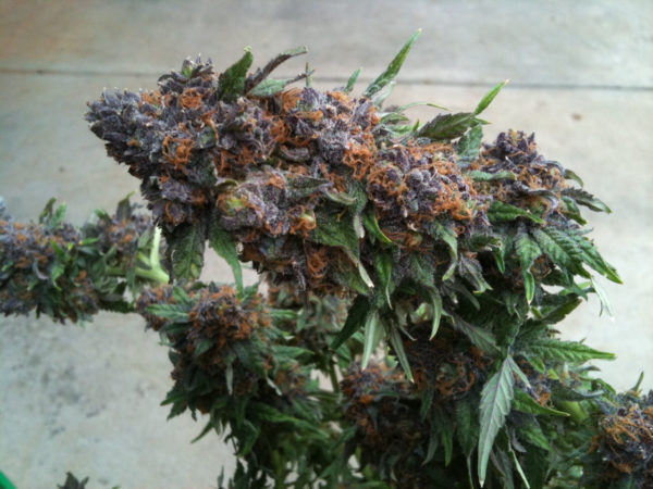 Buy Purple Kush Weed For Sale Europe