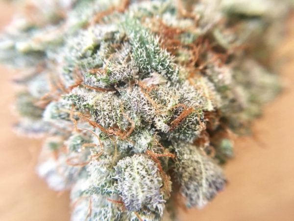 Buy Blackberry Kush Marijuana Strain Europe